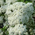 Spiraea cantoniensis 'Lanceolata' fleur P1D P7 (2)